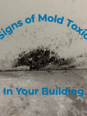 Recognizing the 10 Warning Signs of Mold Toxicity in Your Building